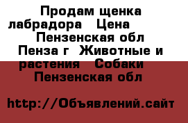 Продам щенка лабрадора › Цена ­ 10 000 - Пензенская обл., Пенза г. Животные и растения » Собаки   . Пензенская обл.